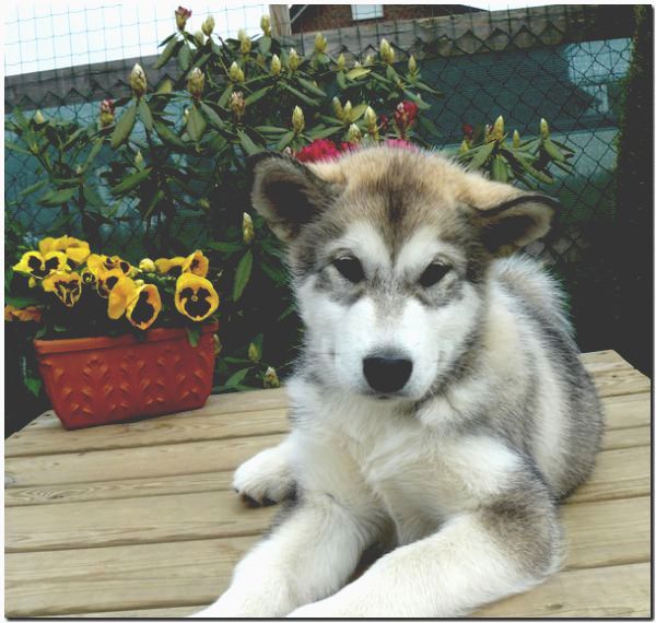 Onni 10 Wochen 113.jpg